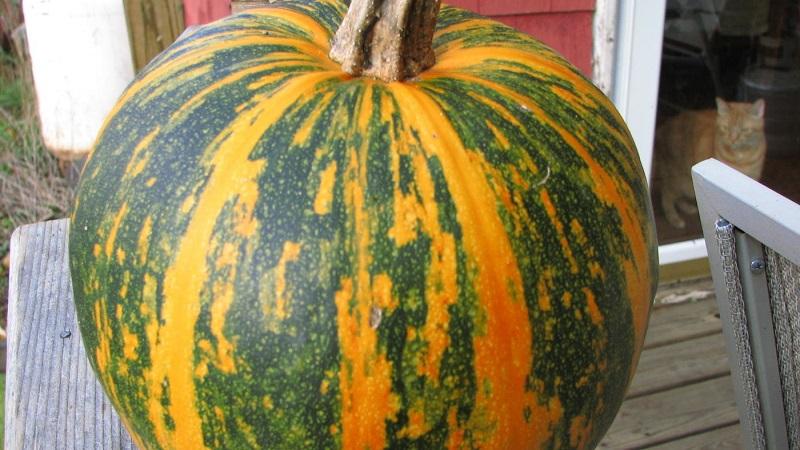 Features of growing gymnospermous pumpkin and what seeds you should pay attention to