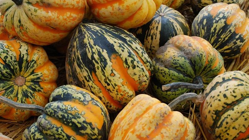 Features of growing gymnospermous pumpkin and what seeds you should pay attention to