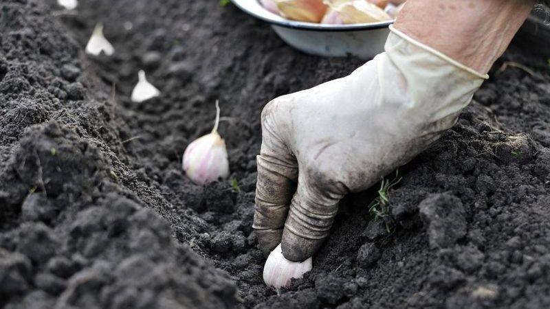 We adopt the wisdom of experienced gardeners - and then plant garlic before winter and what predecessors can harm
