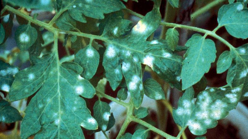 Why light spots appear on tomato leaves: determine the cause and save our harvest