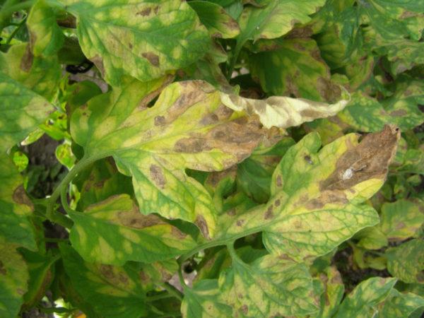 Why light spots appear on tomato leaves: determine the cause and save our harvest