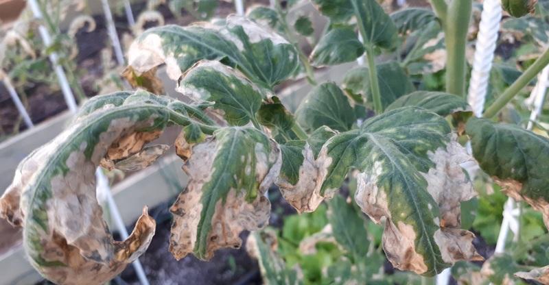 Why light spots appear on tomato leaves: determine the cause and save our harvest
