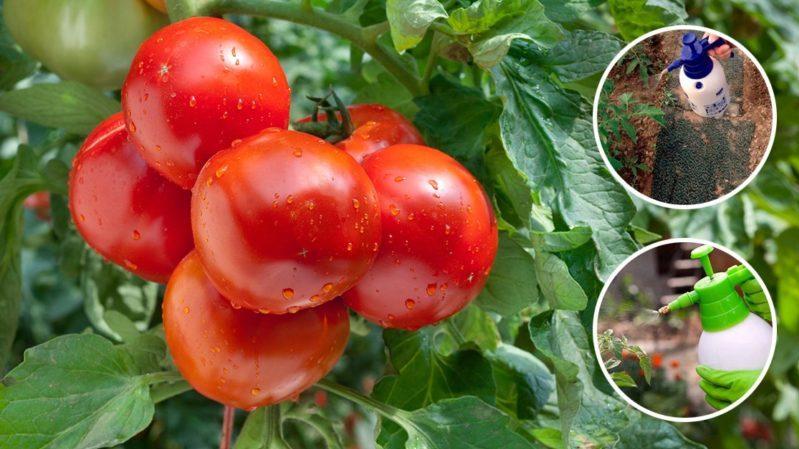 Detailed description of tomatoes Linda F1 - features of fruits and seeds