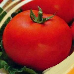 A positive in all respects variety from Russian breeders - Parodist tomato