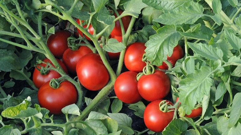 A popular variety loved by many gardeners: Samara tomato and its advantages over other types of tomatoes