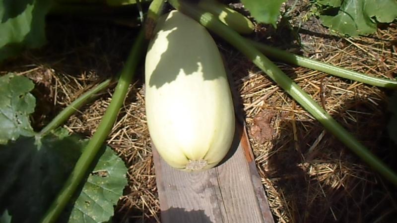 Proper cultivation of zucchini and care in the open field: the secrets of agricultural technology for an excellent harvest
