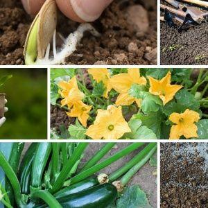 Proper cultivation of zucchini and care in the open field: the secrets of agricultural technology for an excellent harvest