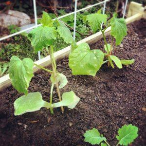 Proper cultivation of zucchini and care in the open field: the secrets of agricultural technology for an excellent harvest