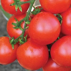 Advantages and disadvantages of Tsunami tomato, characteristics of fruits and subtleties of cultivation
