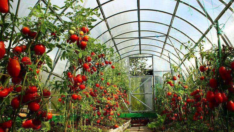 Advantages and disadvantages of Tsunami tomato, characteristics of fruits and subtleties of cultivation