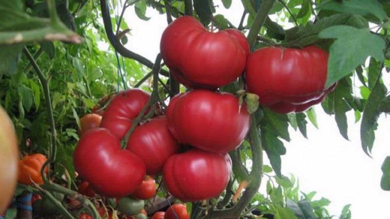 The advantages and secrets of growing a mid-season, disease-resistant and pest-resistant tomato Korneevsky