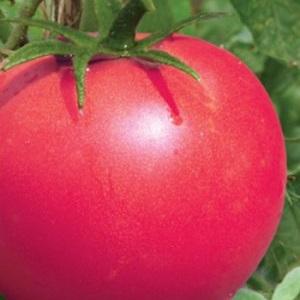 The advantages and secrets of growing a mid-season, disease-resistant and pest-resistant tomato Korneevsky