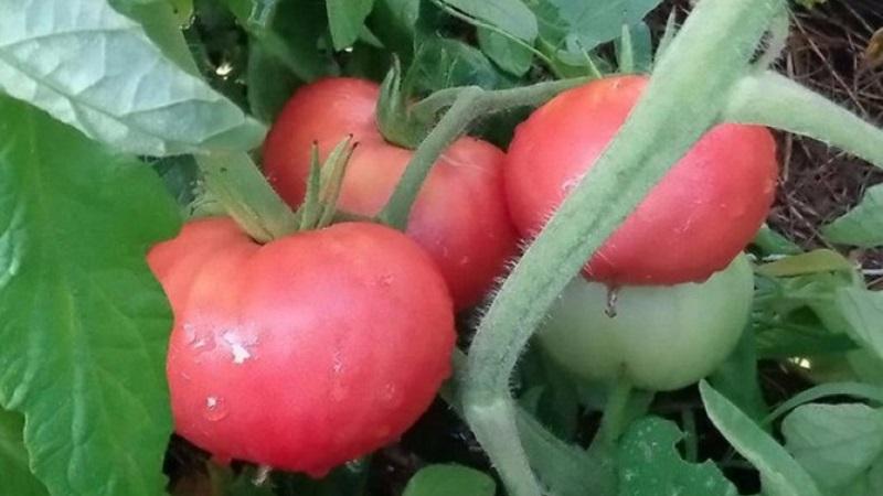 The advantages and secrets of growing a mid-season, disease-resistant and pest-resistant tomato Korneevsky