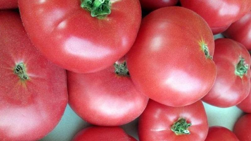 The advantages and secrets of growing a mid-season, disease-resistant and pest-resistant tomato Korneevsky