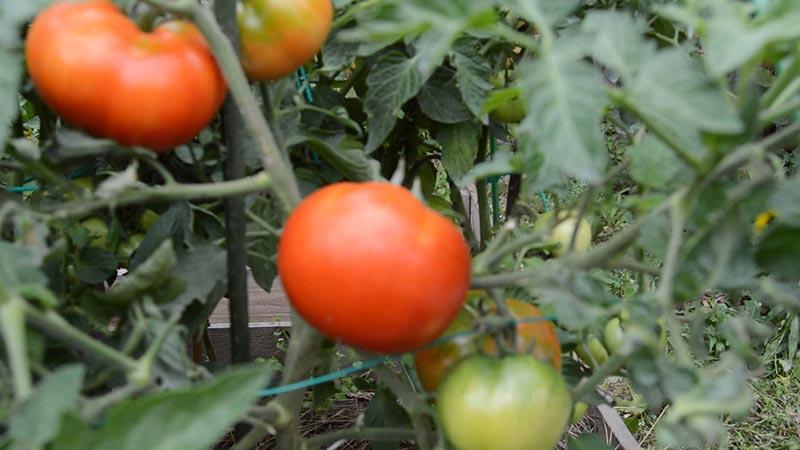 Easy to care for, unpretentious, but very productive and tasty Staroselsky tomato: we grow it ourselves
