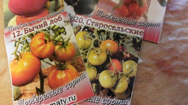 Easy to care for, unpretentious, but very productive and tasty Staroselsky tomato: we grow it ourselves