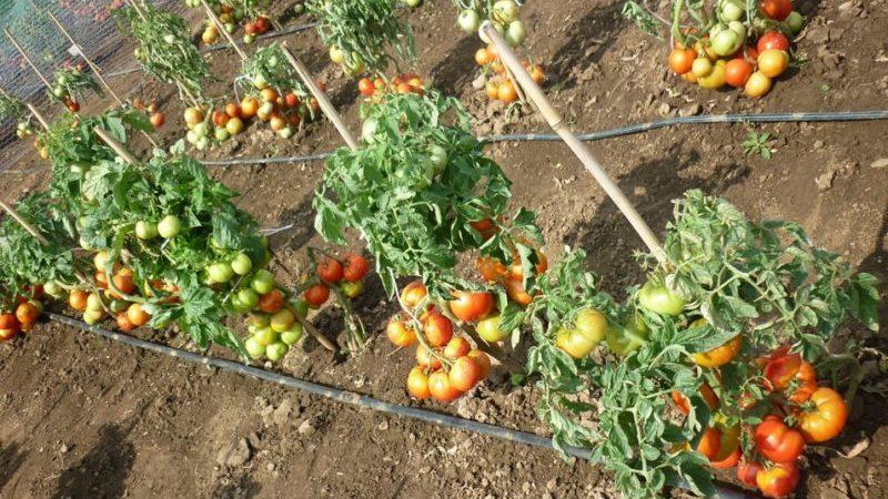 Easy to care for, unpretentious, but very productive and tasty Staroselsky tomato: we grow it ourselves