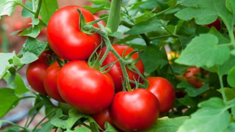 The time-tested and beloved by many summer residents tomato Dubrava: what is good and why is it worth growing