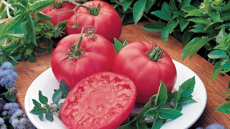 An early ripe variety that you will definitely like - the Pink Dream tomato