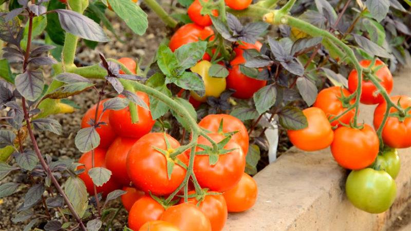 Early varieties of tomatoes for greenhouses: rating of the best and recommendations for choosing