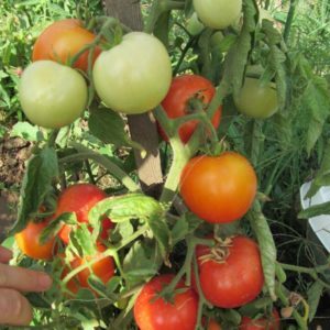 Early varieties of tomatoes for greenhouses: rating of the best and recommendations for choosing