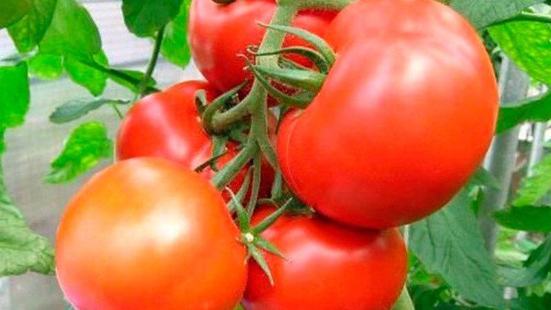 Early varieties of tomatoes for greenhouses: rating of the best and recommendations for choosing