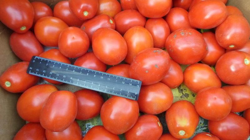 Early varieties of tomatoes for greenhouses: rating of the best and recommendations for choosing