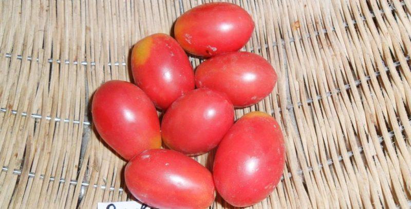 Early varieties of tomatoes for greenhouses: rating of the best and recommendations for choosing