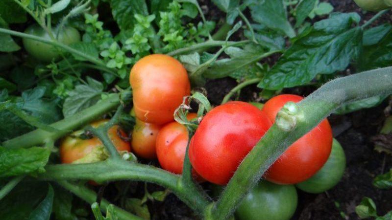 Early varieties of tomatoes for greenhouses: rating of the best and recommendations for choosing