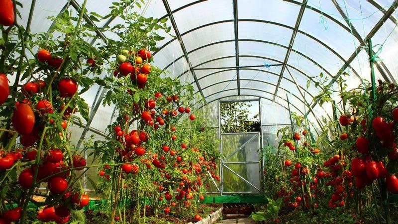 Early varieties of tomatoes for greenhouses: rating of the best and recommendations for choosing