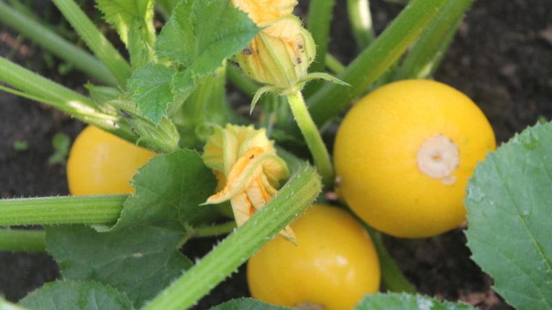 Orange zucchini variety with exotic taste and original appearance: we grow and surprise our neighbors