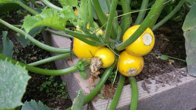 A variety of squash Orange with an exotic taste and original appearance: we grow and surprise our neighbors