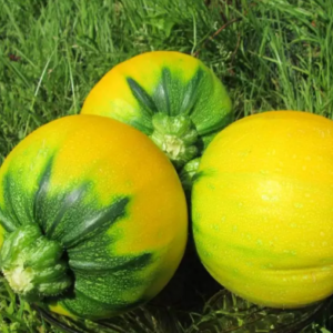 A variety of squash Orange with an exotic taste and original appearance: we grow and surprise our neighbors