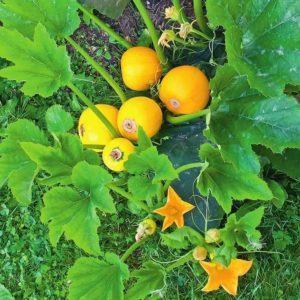 Orange zucchini variety with exotic taste and original appearance: we grow and surprise our neighbors