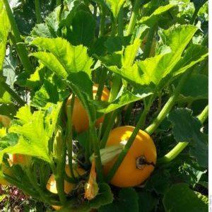 A variety of squash Orange with an exotic taste and original appearance: we grow and surprise our neighbors
