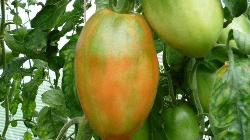 Is it worth growing a tomato Princess: the opinions of summer residents and the secrets of getting a rich harvest of fragrant tomatoes