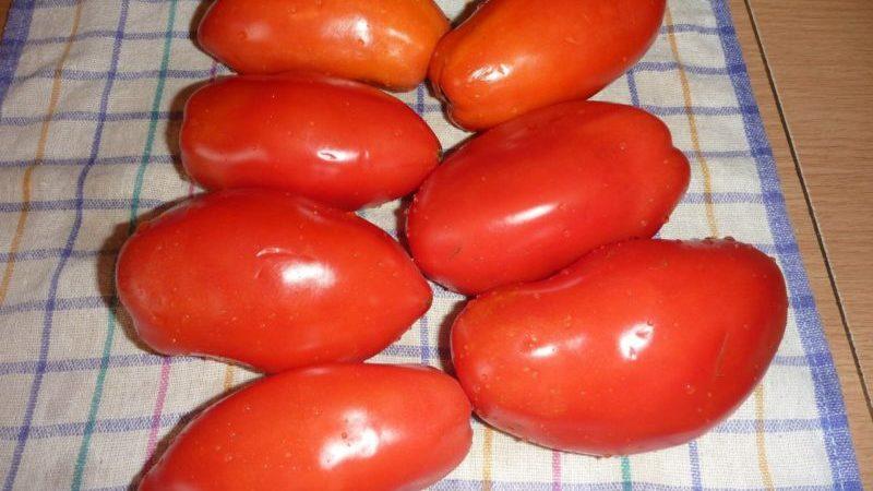 Is it worth growing a tomato Princess: the opinions of summer residents and the secrets of getting a rich harvest of fragrant tomatoes