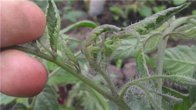 Is it worth growing a tomato Princess: the opinions of summer residents and the secrets of getting a rich harvest of fragrant tomatoes