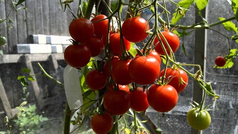 Miniature bushes with tomato crumbs - garden decoration: tomato Caramel and tips for growing it