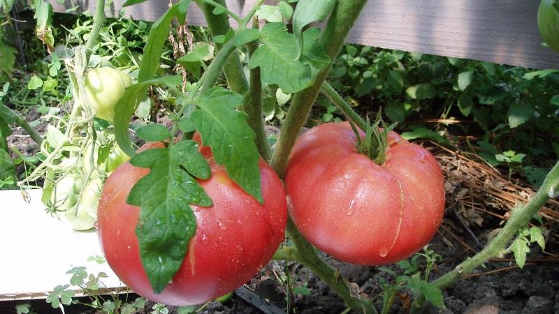 Tomato that looks and tastes perfect.Early love: grow correctly and set yield records