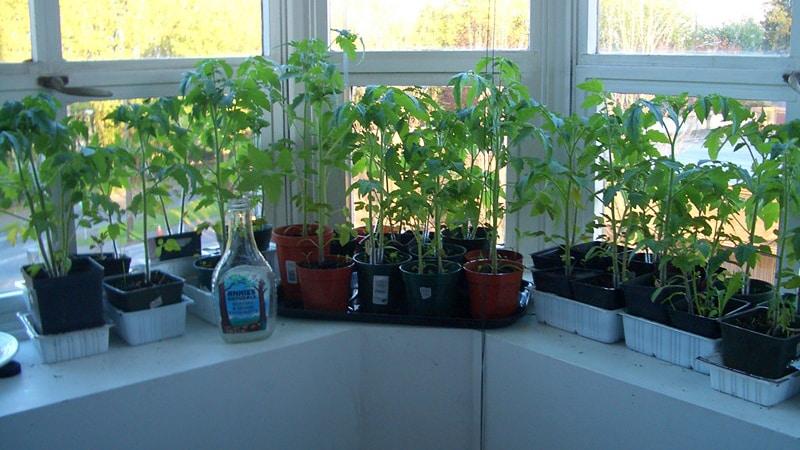 Red Bugai tomatoes - a large hybrid that gives a rich harvest