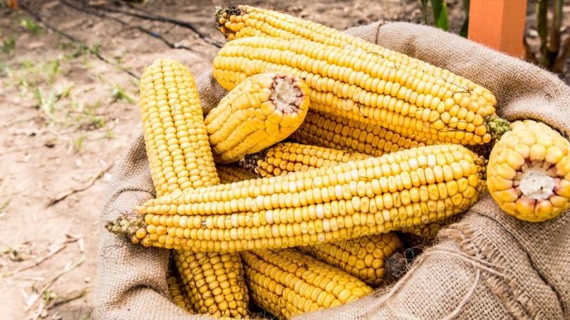 Eating corn for gout: is it possible or not, how to eat it so as not to harm your health