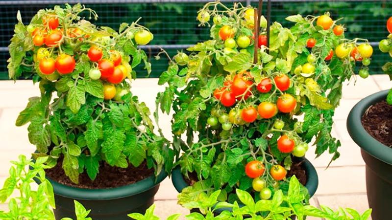 Harvest on the window all year round: we grow tomatoes Balcony miracle at home