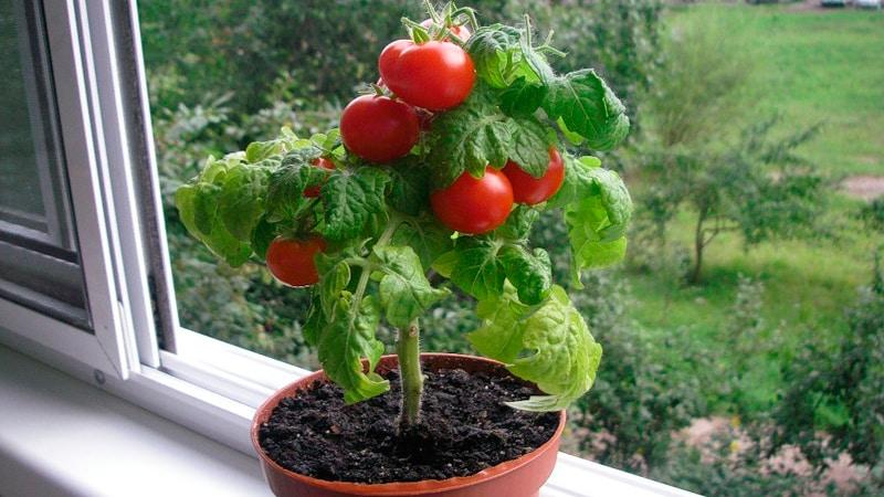 Harvest on the window all year round: we grow tomatoes Balcony miracle at home