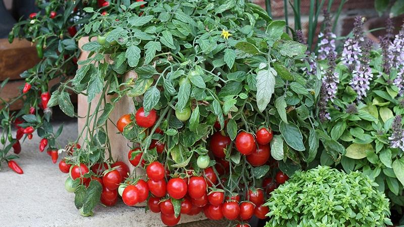 Harvest on the window all year round: we grow tomatoes Balcony miracle at home