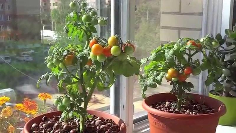 Harvest on the window all year round: we grow tomatoes Balcony miracle at home