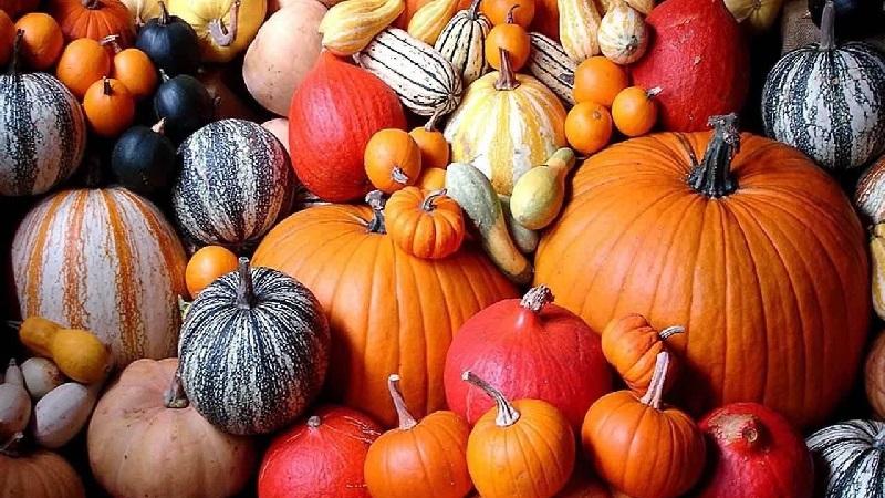 Types of varieties of butternut pumpkin: why they are loved and how to achieve a good harvest