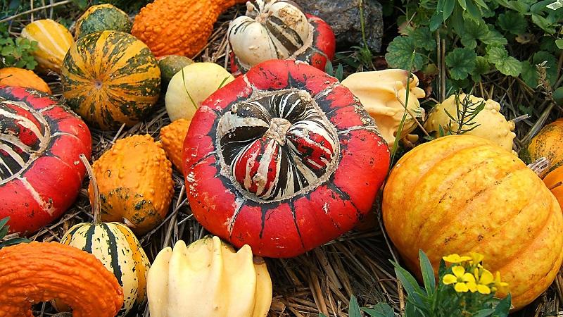 Types of varieties of butternut pumpkin: why they are loved and how to achieve a good harvest