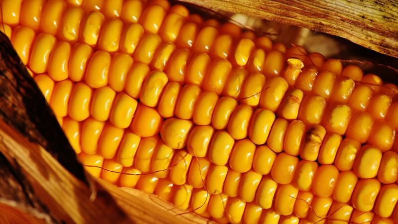 Delicious and sweet Bonduelle corn variety: ideal for preservation and fresh consumption