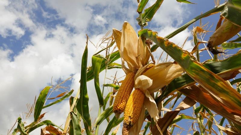 Delicious and sweet Bonduelle corn variety: ideal for preservation and fresh consumption